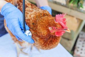 veterinario con estetoscopio sosteniendo y examinando pollo en el fondo del rancho. gallina en manos veterinarias para chequeo en granja ecológica natural. concepto de cuidado animal y agricultura ecológica.