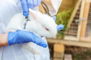 Veterinarian woman with stethoscope holding and examining rabbit on ranch background close up. Bunny in vet hands for check up in natural eco farm. Animal care and ecological farming concept. photo