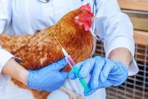 Veterinarian woman with syringe holding and injecting chicken on ranch background. Hen in vet hands for vaccination in natural eco farm. Animal care and ecological farming concept.