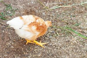 Free range chicken on organic animal farm freely grazing in yard on ranch background. Hen chickens graze on natural eco farm. Modern animal livestock and ecological farming. Animal rights concept. photo