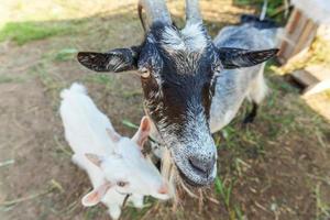 Cute goat relaxing in ranch farm in summer day. Domestic goats grazing in pasture and chewing, countryside background. Goat in natural eco farm growing to give milk and cheese. photo