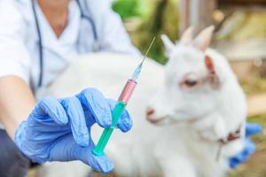 Young veterinarian woman with syringe holding and injecting goat kid on ranch background. Young goatling with vet hands vaccination in natural eco farm. Animal care and ecological farming concept