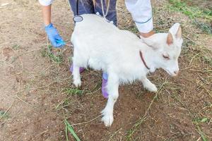 Young veterinarian woman with syringe holding and injecting goat kid on ranch background. Young goatling with vet hands vaccination in natural eco farm. Animal care and ecological farming concept photo