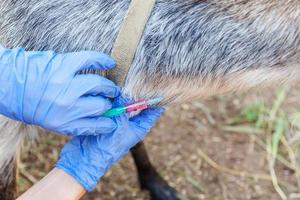 Veterinarian woman with syringe holding and injecting goat on ranch background. Young goat with vet hands, vaccination in natural eco farm. Animal care, modern livestock, ecological farming. photo