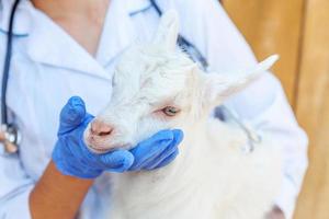 Young veterinarian woman with stethoscope holding examining goat kid on ranch background. Young goatling with vet hands for check up in natural eco farm. Animal care and ecological farming concept. photo