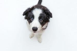 Funny studio portrait of cute smilling puppy dog border collie on white background