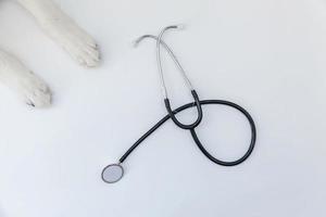 Puppy dog border collie paws and stethoscope isolated on white background. Little dog on reception at veterinary doctor in vet clinic photo