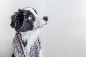 Funny studio portrait of cute smilling puppy dog border collie wearing warm clothes scarf around neck isolated on white background photo