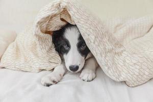 Gracioso retrato de lindo cachorro smilling border collie en la cama en casa foto