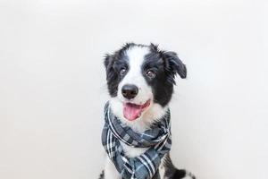 Funny studio portrait of cute smiling puppy dog border collie wearing warm clothes scarf around neck isolated on white background. Winter or autumn portrait of new lovely member of family little dog. photo