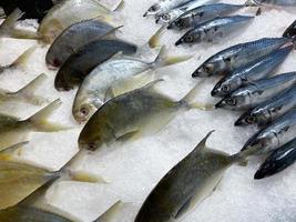 Exhibición de pescado crudo fresco en hielo, los animales fueron capturados y vendidos en el bazar. fondo enfriado, buen material de cocina. foto