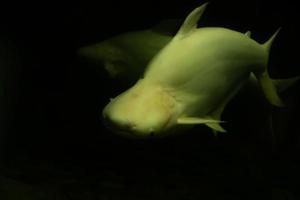 Image of white catfish are swimming in the fish pond. Capture shot from front view with selective focus. photo