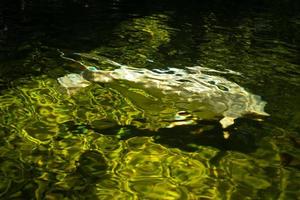 Abstract water surface background. There is a shadow of a fish swimming underwater. photo