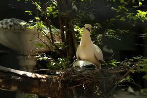 la madre pájaro cuida a sus crías en el nido. foto