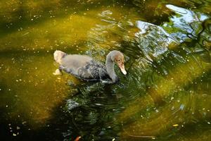 un pato joven, los patos que aún no tienen plumas completamente desarrolladas, está nadando en el estanque.