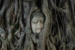 la cabeza de una antigua estatua de buda está cubierta con raíces de árboles que duran muchos años. famosa atracción turística en ayutthaya, tailandia. foto