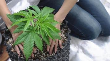 junges Weibchen, das Cannabis-Lufttopf in einem Indoor-Heimanbauzelt platziert, Konzept der Cannabisplantage für medizinische, Sativa-Indica- oder Hybrid-Hanfsorte, pflanzliche Alternativmedizin, thc cbd-Extrakte video
