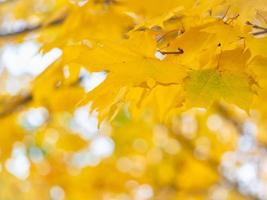 Fondo abstracto de otoño de hojas verdes y amarillas brillantes foto
