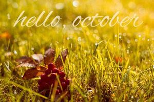 Autumn, fall banner with greeting Hello October, golden field with leaves and berries photo