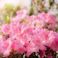 Flowers bloom azaleas, pink rhododendron buds on a green background