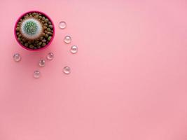 flor suculenta, cactus en maceta sobre fondo rosa brillante, vista superior, espacio de copia, capa plana