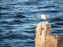 gaviota de pájaro sentada en un muelle de piedra en la bahía. contra el fondo de las olas del mar foto