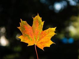 autumn background with bright yellow and red single leaf in center of dark background photo