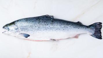 pescado de salmón grande crudo fresco entero foto