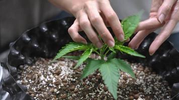 weibliche hände, die auf dem blatt der cannabispflanze im wachsenden topf im innenzelt, unkrautplantage für medizinische zwecke, sativa-indica-unkrautstammkraut, junge unkrautpflanze, temperatur-feuchtigkeitskontrolle