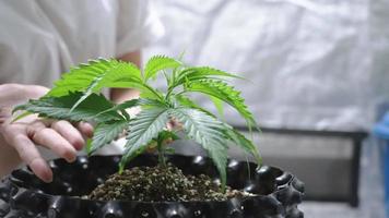 una joven trabajadora con camisa blanca que cultiva su plantación en casa, amante de las plantas cariñosas examina un pequeño árbol de plántulas, hoja joven del proceso de cultivo, estilo de vida ecológico sostenible, vida natural orgánica video