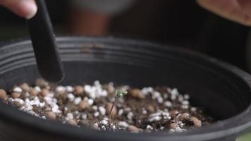 primer plano en el movimiento de la mano, manos femeninas usando una pequeña pala de plástico cavando un suelo seco para oxigenar la raíz de la plántula, proceso de cuidado de la planta doméstica, conocimiento y habilidad del procedimiento de trasplante de macetas video