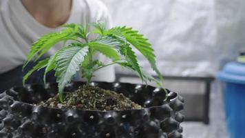 Closeup of female worker moving planted air pot showing a quality and healthy green cannabis plant leaves, practice of cultivating the alternative marijuana, producing cash crops, hands caring on leaf video