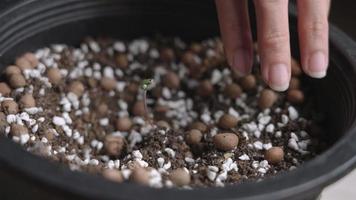Close up hands taking care of small plant seedling sprouts, organic planting pot, soil fertilization, at home hobby indoor planting, young cannabis plant, beginning of new life, perlite patmos soil video