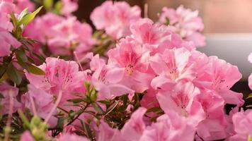 Flowers bloom azaleas, pink rhododendron buds on a green background, long banner