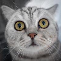 gato rayado sorprendido mira directamente a la cámara, olfatea su nariz. retrato de primer plano de la cabeza de un gato, ojo de pez foto