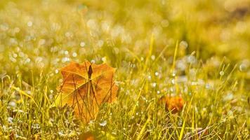 Autumn, fall banner with golden field grass, marple leaves in sunset rays photo