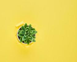 A ripped hole in yellow textured background, cactus flower pot, concept of rupted paper with copy space. Long width side banner. photo