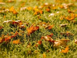 fondo de otoño en octubre y noviembre de hojas doradas en el parque sobre la hierba foto