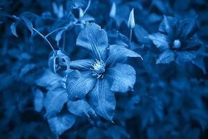 imagen azul clásica, tonificada. Moody flores de clematis, grandes capullos de color púrpura sobre fondo verde oscuro foto