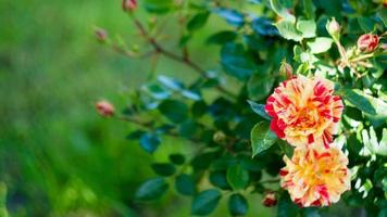 Roses, long width banner. Floral summer or spring background with red photo