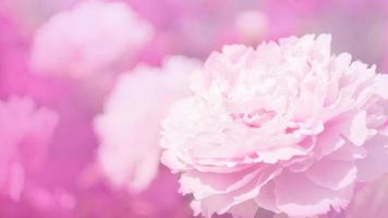 Flowers of peony in soft pink light with bokeh and filters, floral background. Long width banner