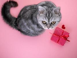 gato sentado al lado del regalo con corazón y mirando a la cámara, fondo rosa foto