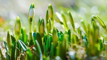 Snowdrop with blossom on sunlight, revival of spring flower with bud, the awakening of nature photo