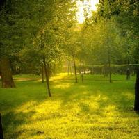 Low sun, soft sunlight in park illuminate the grass and trees, toned image, autumn background photo