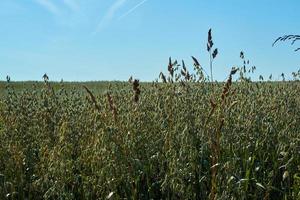 campo con orejas verdes de avena contra el cielo azul en un día soleado, agricultura foto