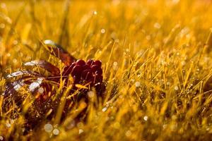 Autumn, fall banner with orange field grass in sunset rays