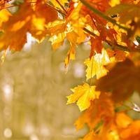 autumn abstract background of bright yellow and red leaves photo