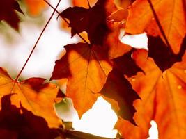 Fondo abstracto de otoño de hojas amarillas y rojas brillantes