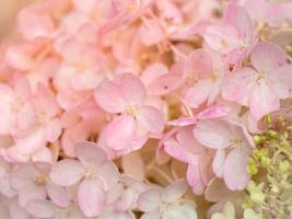 White and pink hydrangea flowers tender romantic floral background
