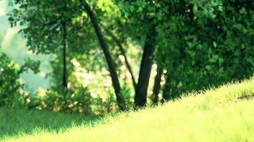 Malerischer Blick auf den Park mit grüner Wiese in der Stadt video